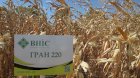  Семена кукурузы Гран 220 (ФАО 210) от ВНИС