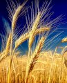 Куплю зерновідходи пшениці, ячменю ділові