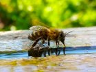 Продам бджолопакети та бджолосім