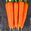 Продам оптом морква. Всі області