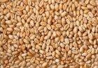 КУПЛЮ Фуражну пшеницю на склад(білок 10+ )