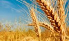 Куплю: Пшениця, Соя, Ріпак