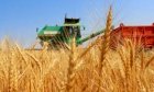 закуповуємо пшеницю з поля у вінницькій обл