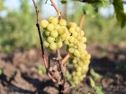 Лучшие винные сорта винограда с виноградника в Киевской обл.