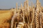 Продам пшеницю фураж 250 тонн, Вінницька обл, Гайсин
