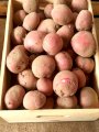 Продам посадочный картофель первой репродукции "Рудольф"
