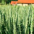Продам посівну яру пшеницю KWS, сорт Аквілон, 1 репродукція 