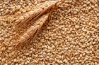 Закуповуємо фуражну пшеницю