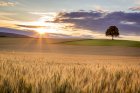  Южный - Кукуруза -  подработка, Пшеница -  без белк