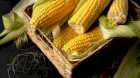 Продам кукурудзу 2000 тонн, Черкаська обл, Монастирище