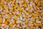 Продам кукурузу 120 т по 4000 грн  Ф2 Лютівка (Харк. обл.)