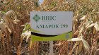 Семена кукурузы Амарок 290 (ФАО 320) от ВНИС