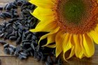 Куплю насіння соняшника 