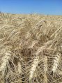 озимая пшеница елита Катруся Одеська