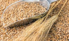 Продам пшеницю , кукурудзу, соняшник з доставкой по Європі