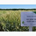 Мудрость Одесская- экстрасильная пшеница