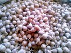 Профессиональные семена сортового чеснока 