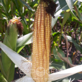 Зерно кукурузи Меган