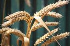 Одесса УНСК  Пшеница  2/3-ка   140 $  11.5% белок, натура  7