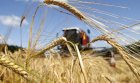 Куплю Пшеницю, Соняшник, Кукурудза
