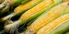 Куплю кукурузу на выгодных условиях