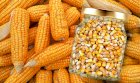 Продам кукурудзу 1000 тонн, Черкаська обл, Корсунь-Шевченківський 
