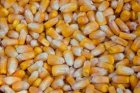 Купуємо кукурудзу. Великим оптом. По всіх регіонах України. 