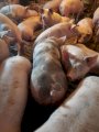 Продам свиней беконної породи