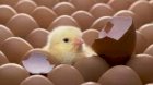 Продам інкубаційне яйце 