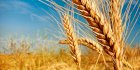 Купуємо пшеницю. ОПТ. Самовивіз по всій Україні. Висока ціна