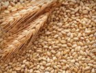 Куплю фуражную пшеницу 