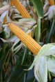 Насіння кукурудзи Данубіо(ФАО 260) від компанії Saatbau