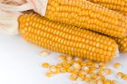 Насіння кукурудза Амарок 290 ( ВНІС) 