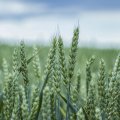 Насіння Пшениці Скаген 1 репродукція  (Сертифіковане)