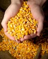 С/Г виробник реалізує кукурудзу з господарства