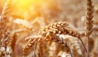 Закупаем пшеницу,по всей Украине