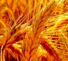 КУПЛЮ Пшеницю (3 клас) на Ізмаїл (з білком 11,5-12%)