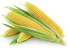 Продам високоврожайну кукурудзу Тор ( ФАО 280)