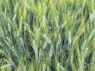 Насіння пшениці твердої озимої Єлісей, супер еліта