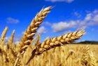 Куплю зерновые в Херсонской области 