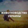 Животноводство Украины 2024. База агро предприятий