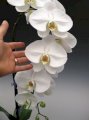 Белый крупноцветковый.Размеры цветка от 10 см Популярный сорт. А гранд