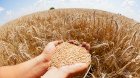 Продам пшеницю 3 клас 300 тонн, Житомирська область, Андрушівка