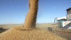 Пшеница с клейковиной, 500 тонн на продажу 