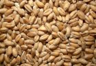 Продам пшеницю фуражну та класову
