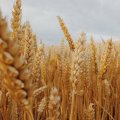 Продам семена озимой пшеницы 