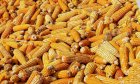 Продам пшеницю 3 клас, 400 тонн Житомирська обл, Романів