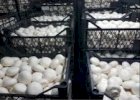 Продажа грибов шампиньонов мелким и средним оптом доставка