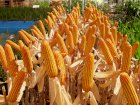 Продам кукурудзу 100 тонн, Черкаська обл, Драбів 