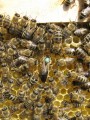 Пчёлы карпатской породы